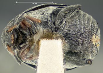 Media type: image;   Entomology 8197 Aspect: habitus ventral view